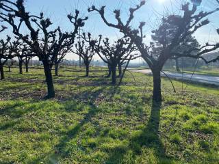 Terreno agricolo in vendita a imola 