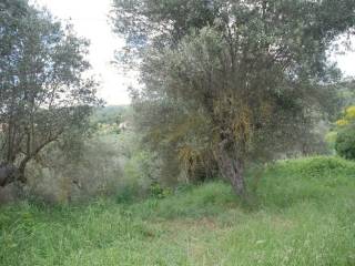 Terreno agricolo in vendita a passignano sul trasimeno 