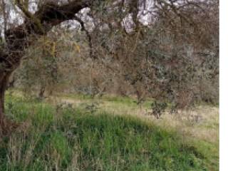 Terreno agricolo all'asta a canino sp107