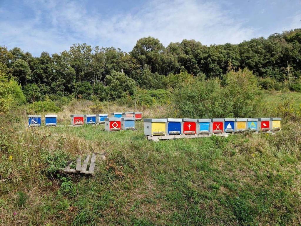 immagine annuncio 5 di 9