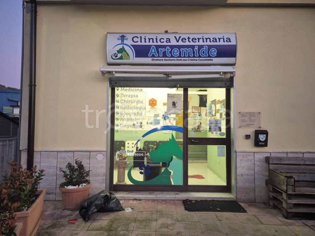 immagine annuncio 1 di 11