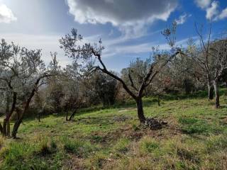 Terreno agricolo in vendita a montorio romano strada provinciale santa maria delle grazie