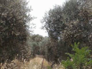 Terreno agricolo all'asta ad auletta via massavetere