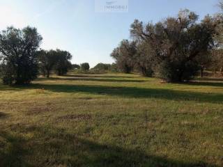 Terreno agricolo in vendita a san vito dei normanni contrada zambardo s.n.c.