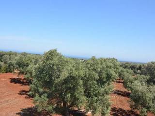 Terreno agricolo in vendita a carovigno contrada bufaleria