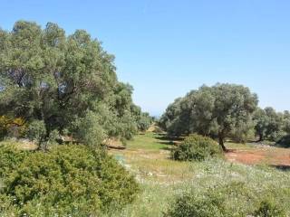 Terreno agricolo in vendita a carovigno contrada bufaleria