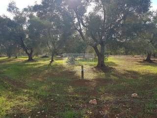 Terreno agricolo in vendita a carovigno contrada sfacilla