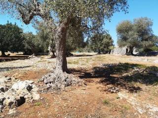 Terreno agricolo in vendita a san vito dei normanni contrada pupo