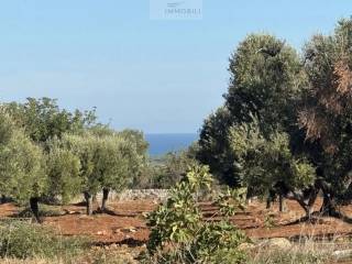 Terreno agricolo in vendita a carovigno via del mare s.n.c.