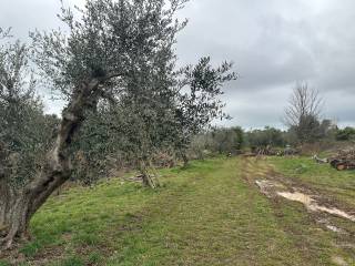 Terreno agricolo in vendita a rosignano marittimo località la fiammetta