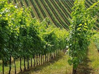 Terreno agricolo in vendita ad acquaviva picena contrada forola