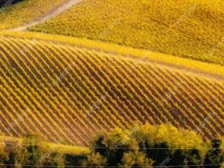 Terreno agricolo in vendita a terranuova bracciolini via paperina