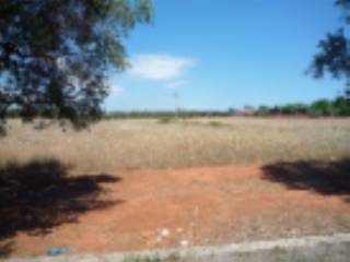 Terreno agricolo all'asta a san pietro in lama via pozzino