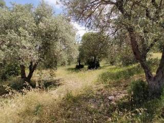 Terreno agricolo in vendita a sennori località badde pira s.n.c.