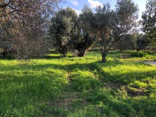 Terreno agricolo in vendita a cinisi via cracchiolo