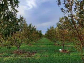 Terreno agricolo all'asta a cerignola sp95