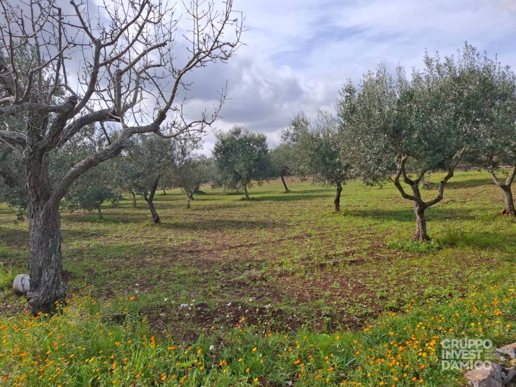 immagine annuncio 8 di 11