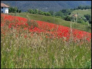 Terreno agricolo in vendita a sassello strada senza nome