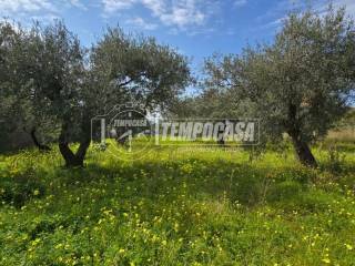 Terreno agricolo in vendita a messina via delle primule 1/terreno