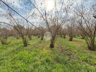 Terreno agricolo in vendita a corchiano corchiano contrada pianaglioni