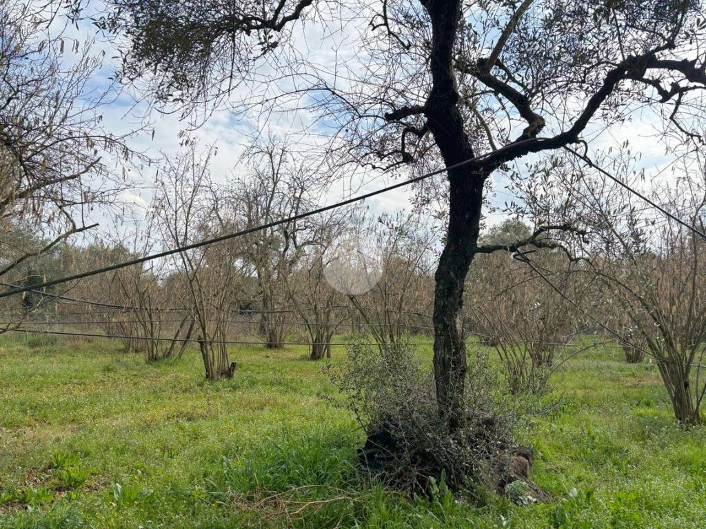 immagine annuncio 2 di 8