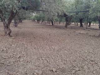 Terreno agricolo in vendita a menfi 