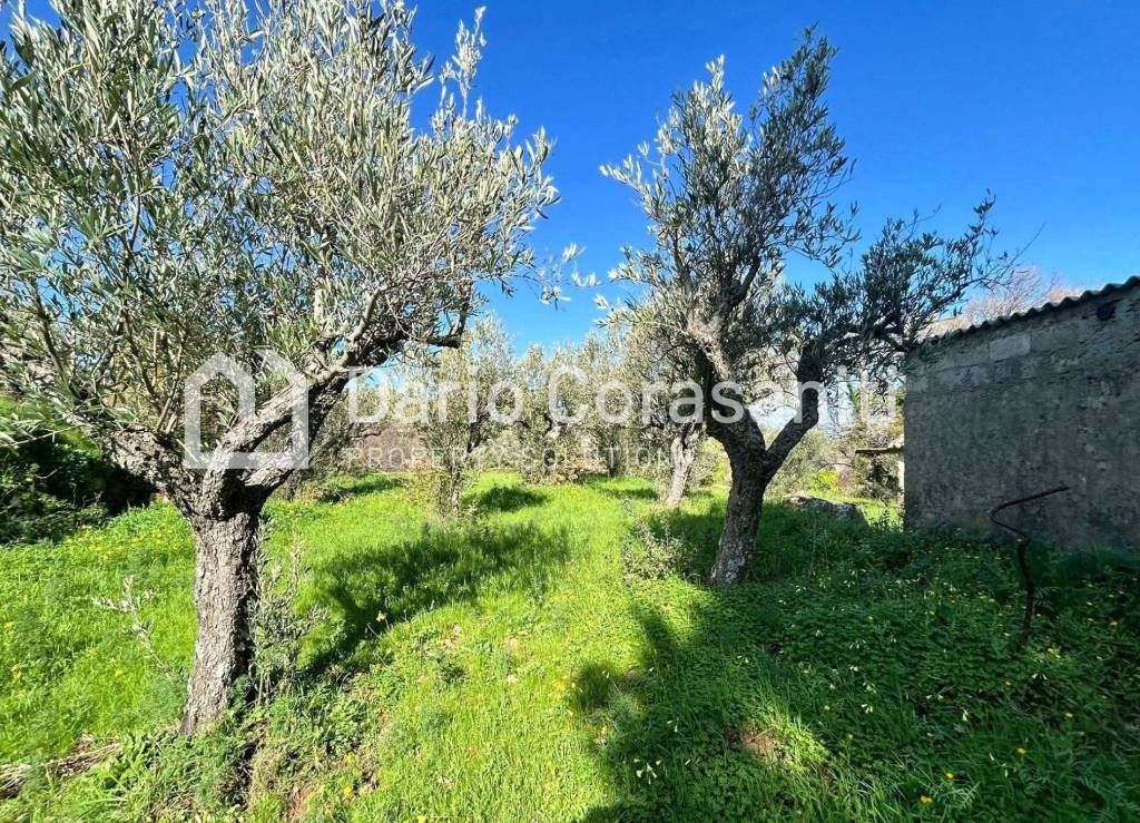 immagine annuncio 6 di 8