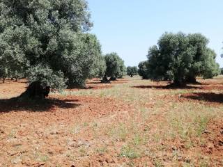 Terreno agricolo in vendita a fasano sp6