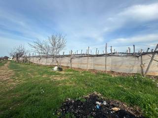 Terreno agricolo in vendita a mola di bari strada comunale scanna cinque