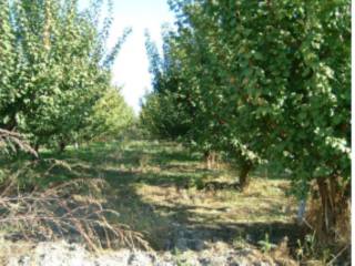 Terreno agricolo all'asta a policoro via trento