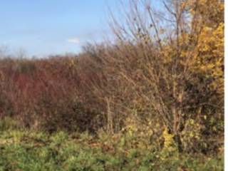 Terreno agricolo all'asta a san giovanni al natisone via brava