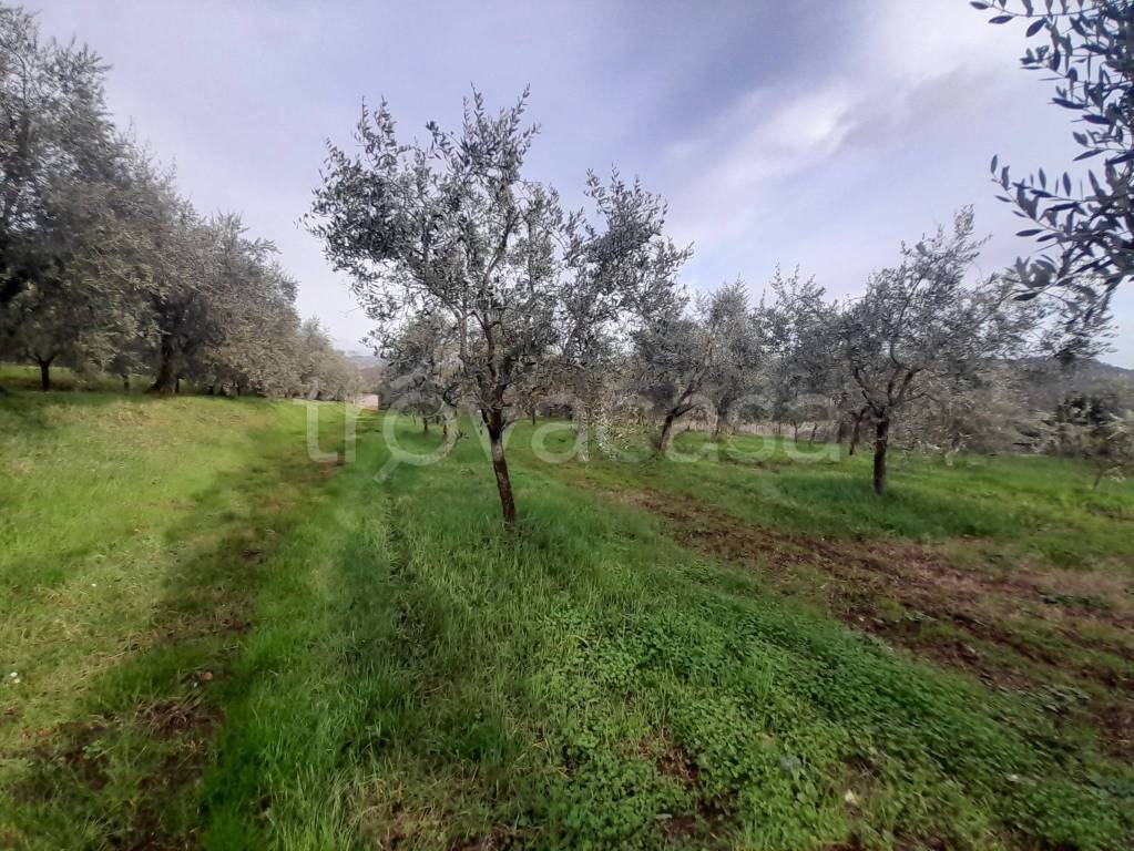 immagine annuncio 4 di 8