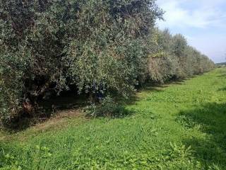 Terreno agricolo in vendita a prato via di bogaia