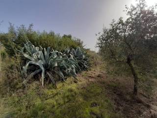 Terreno agricolo in vendita a viterbo strada fontanaccio