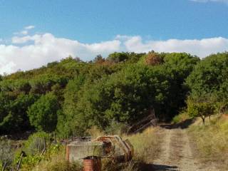 Terreno agricolo all'asta a capolona località poggio al pino