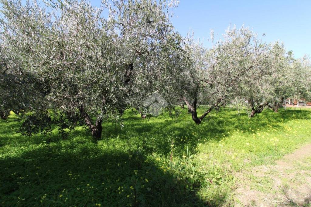 immagine annuncio 1 di 8