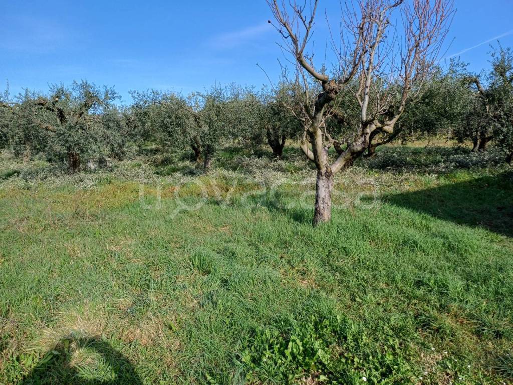 immagine annuncio 2 di 8