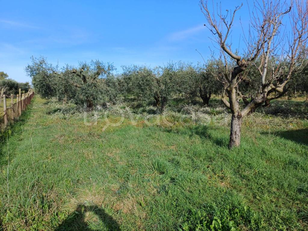 immagine annuncio 3 di 8