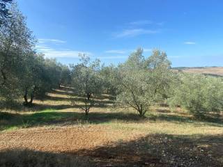 Terreno agricolo in vendita a manciano la vecchia s.n.c.