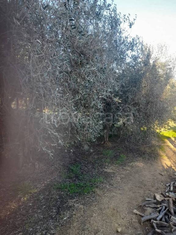 immagine annuncio 7 di 12