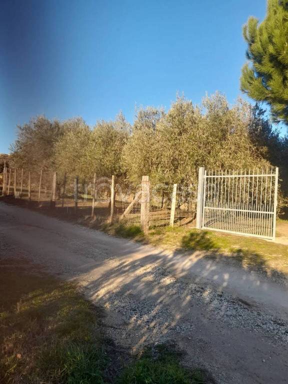 immagine annuncio 10 di 12
