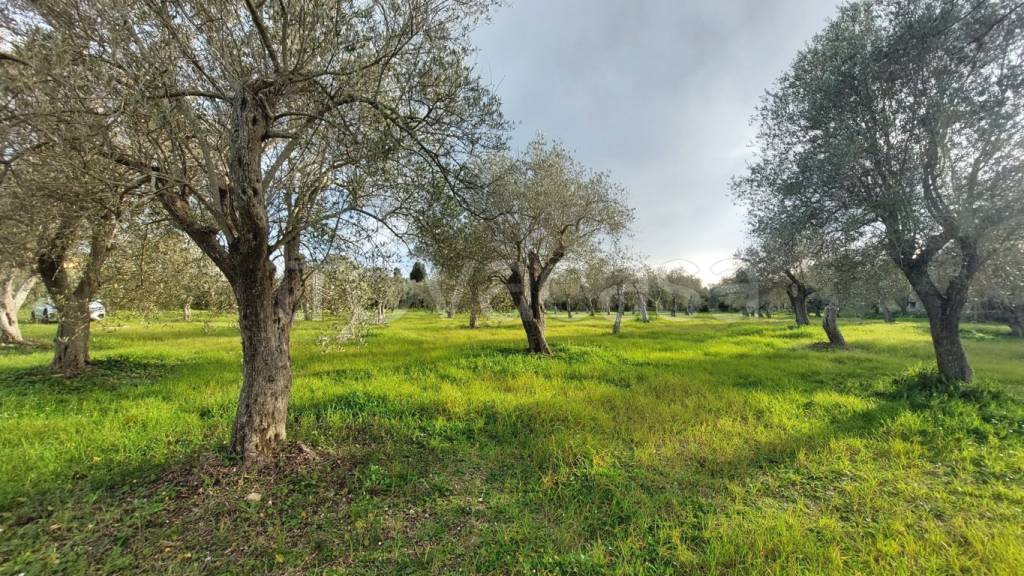 immagine annuncio 7 di 11