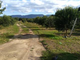 Terreno agricolo all'asta a taurianova contrada scrivere