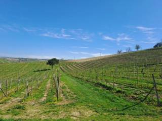 Terreno agricolo in vendita a calamandrana via provinciale