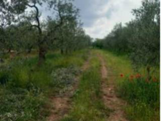 Terreno agricolo all'asta a corato sp234