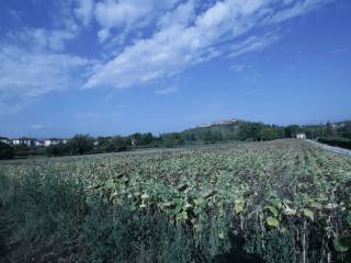 Terreno agricolo in vendita a certaldo strada provinciale 79