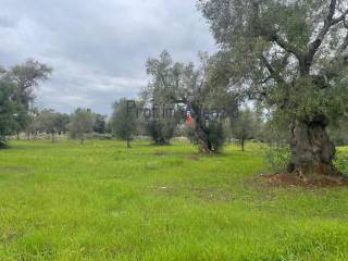 Terreno residenziale in vendita a carovigno 