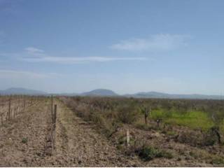 Terreno agricolo all'asta a marsala contrada musciuleo