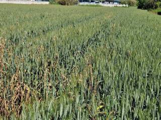 Terreno agricolo all'asta a san benedetto del tronto localita' ragnola