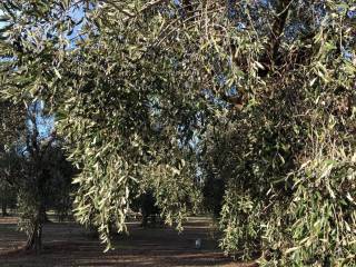 Terreno agricolo in vendita a casamassima via guidota